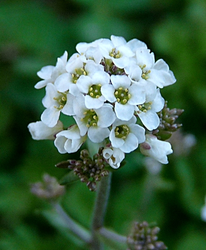 {Draba brachycarpa}